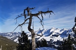 Knorriger Baum am Wegrand