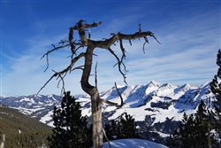 Knorriger Baum am Wegrand