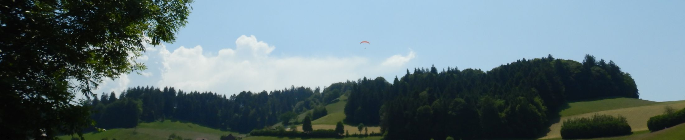 BisehogerLandeanflugFrühling